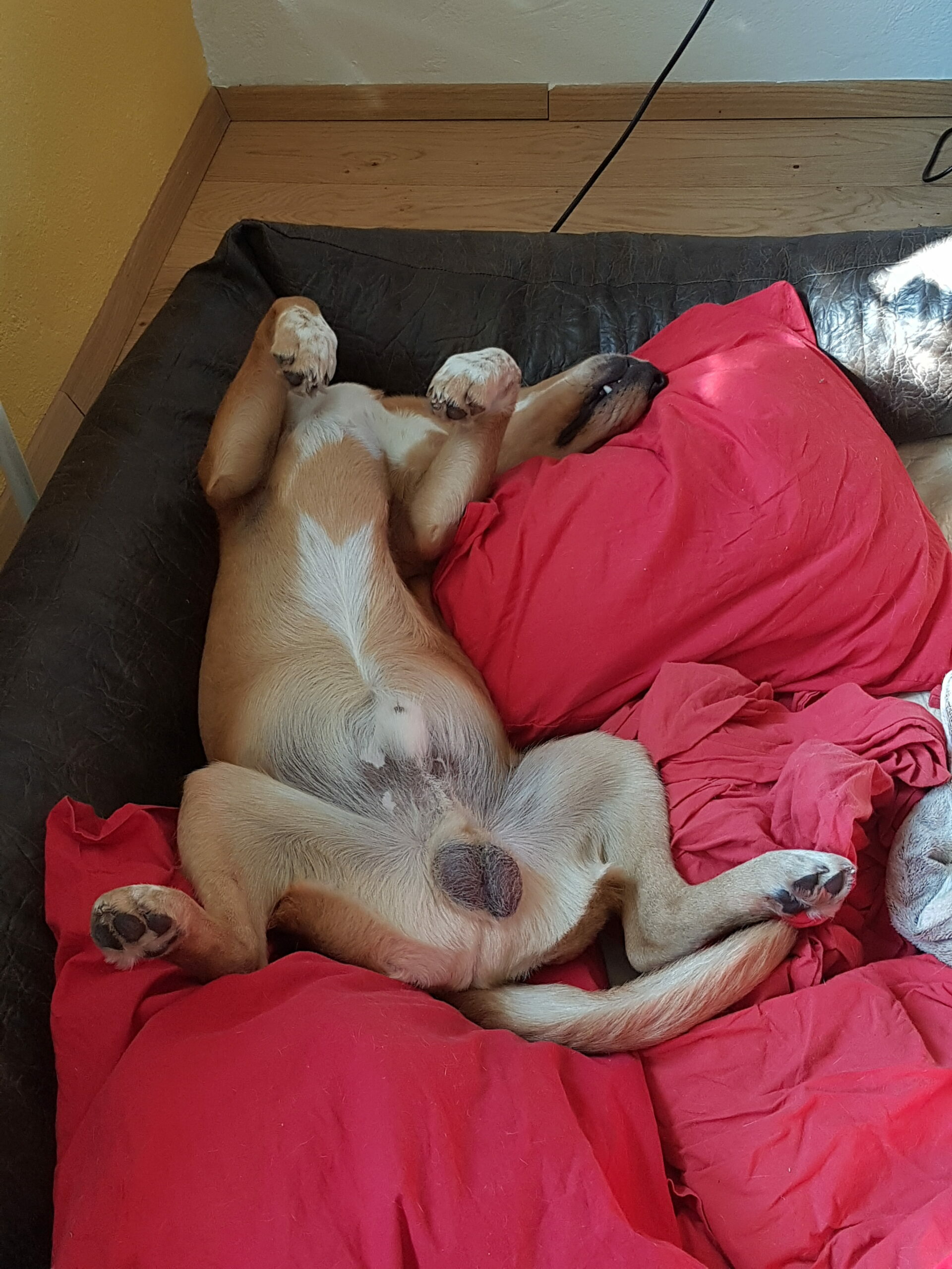 Kastration beim Hund