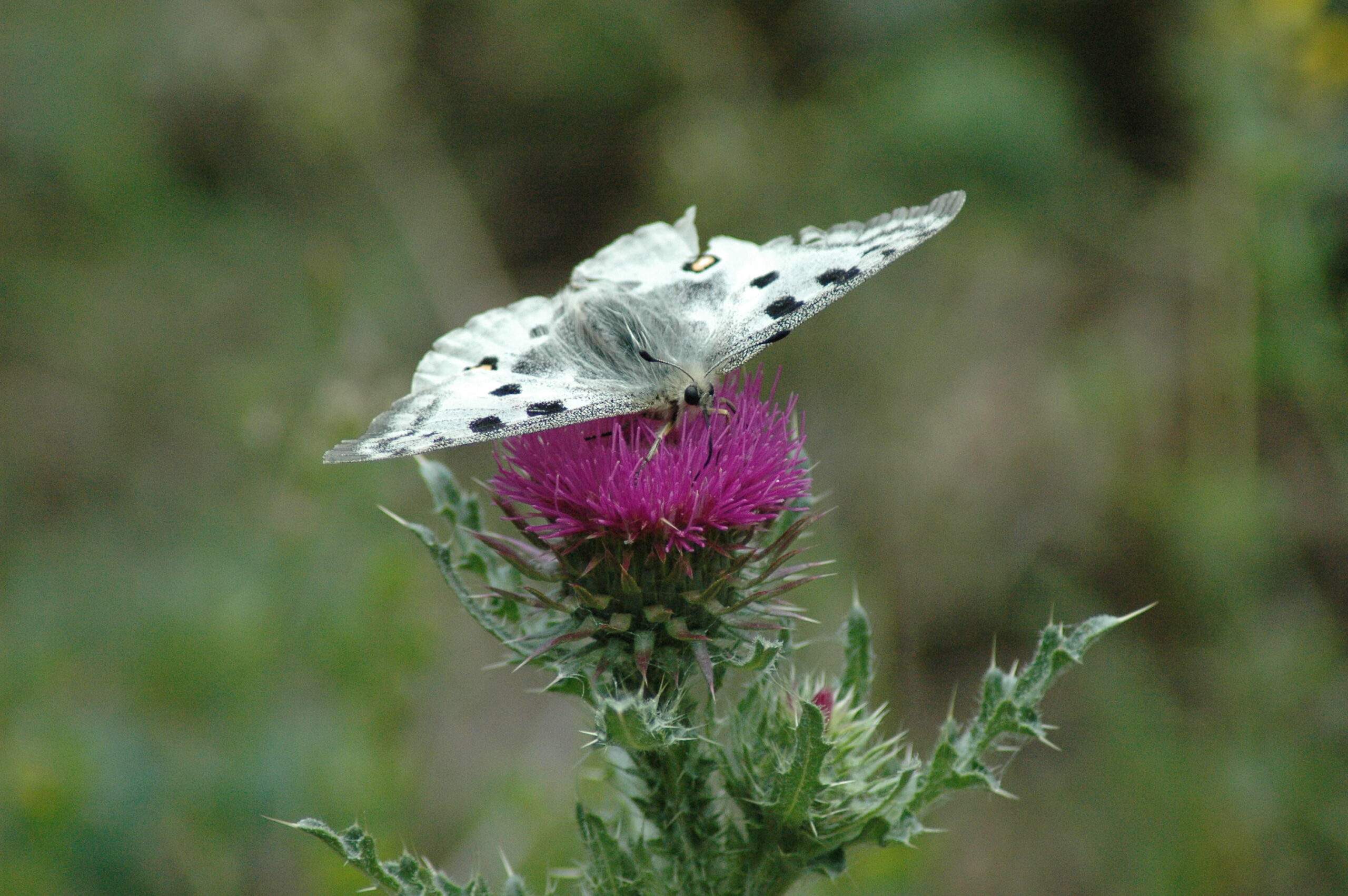 Hochsensibilität - Superfühlhelden im Alltag